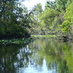 Water_scene_with_lillies